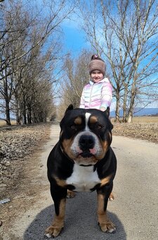 American bully - 2