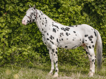 Appaloosa Black Leopard – pripúšťanie - 2