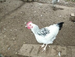 Predám kohútov Araucana, Marans, Sasex - 2