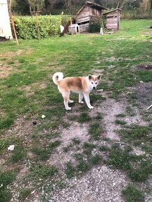 Akita INU - 2