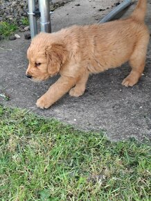 Zlatý  Retriever - 2