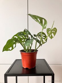 Monstera adansonii - 2