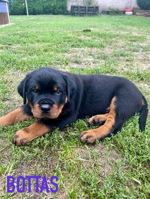 Rottweiler - šteniatka s preukazom pôvodu - 2