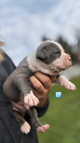 American Bully - 2