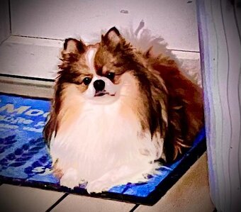 Pomeranian - 2