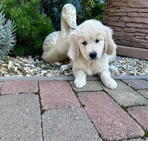 Zlaty Retriever - 2