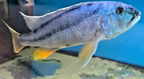 Aristochromis christyi - 2