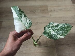 Monstera Albo Variegata - vrchol - 2