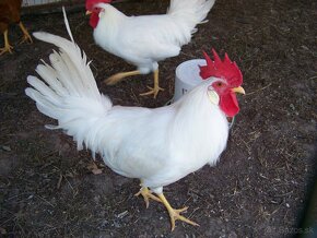 Kohuty Leghorn Hempsir - 2