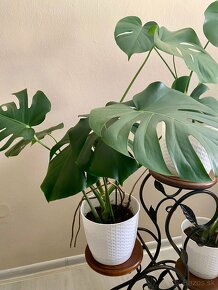 Monstera - rastlina - 2