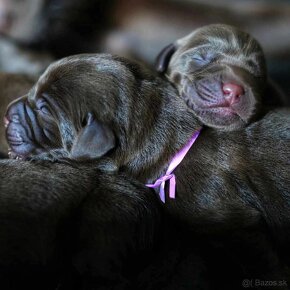 Šteniatka čokoládového labradora - 2