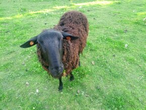 Plemenny baran, vychodofrizska ovca - 2