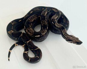 Boa Constrictor iMG 1.0 - 66% dh vpi snow - 2