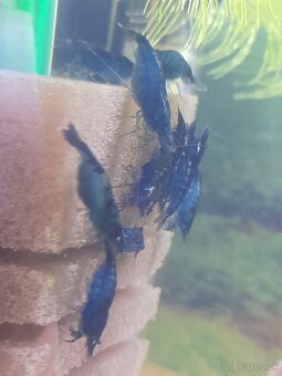 Neocaridina davidi Blue dream - 2