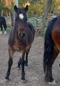 WELSH COB HŘEBEČEK ihned k odběru - 2