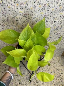 Epipremnum Golden Pothos - 2