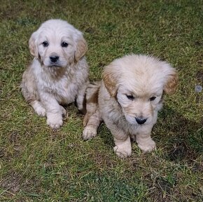 Zlaty retriever - 2