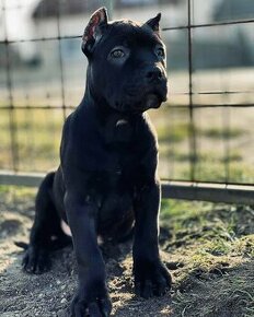 American Bandog s PP - 2