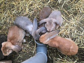 Ponúkam Kraliky živé, aj na pekaci, klobasky - 2