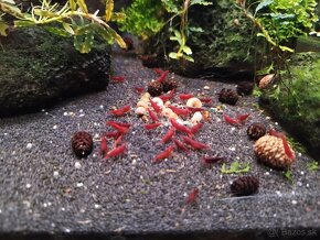 Predám krevetky Neocaridina Bloody Mary Grade S - 2