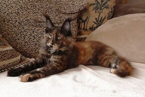 Maine Coon s PP - 2