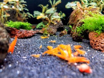 Predám krevetky Neocaridina Orange Sunkit grade SS - 2