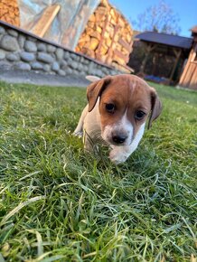 Jack Russel terier - 2