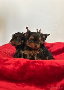 Yorkshire terrier, york s PP - 2