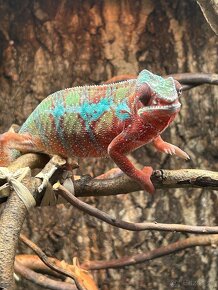 Furcifer pardalis Ambilobe red bar - 2