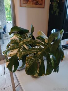 Monstera albo variegata- odrezky - 2