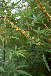 Vitex agnus-castus - semená na výsev - 2