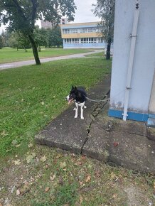 Predám 10 mesačne šteňa psíka (border kolia×sibírsky husky) - 2