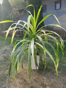 Pandanus - 2