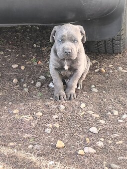 Cane Corso šteniatka - 2