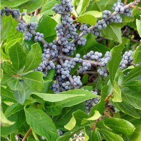 Myrica pensylvanica - semená na výsev - 2