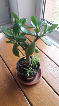 Crassula Ovata - tučnolist, Strom peňazí - 25 Eur (č. 3) - 2