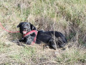 Darujem sučku Lessie - mix retriever - 2