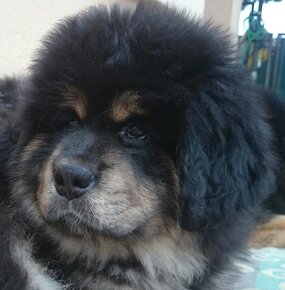 Tibetská doga (Tibetan Mastiff) - 2