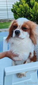 Cavalier  King - 2