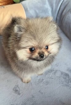 Pomeranian mini šable - 2