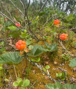 Prašok z Moruše/cloudberry powder - 2