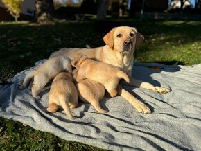 Labrador s PP, Labradorský retriever, šteniatka Labradora - 2