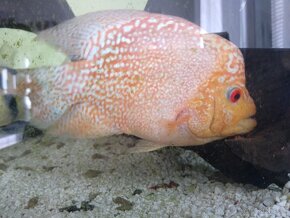 Flowerhorn - 2