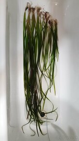 Vallisneria spiralis red - 2