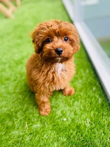 Cavapoo - 2