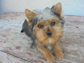 YORKSHIRE TERRIER - 2