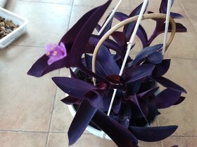 Tradescantia purple hearts 1ks/2,50€+posta - 2