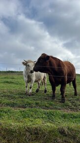 Aberdeen angus - 2