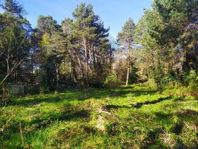 Pozemok na okraji borovicového lesa, 773m2, Plavecký Štvrtok - 2