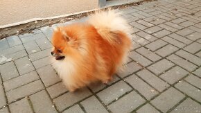 Pomeranian - 2